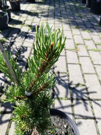 Borovica drobnokvetá Shizukagoten, Pinus parviflora, kontajner C3 ,30-40 cm