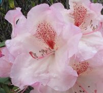 Rododendron Simona, Rhododendron, 30 - 50 cm, kont. 5l