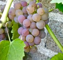 Vinič hroznorodý Somerset, Seedless Vitis labrusca, kontajnerovaná sadenica 1 l