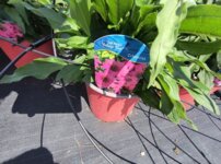 Echinacea 'SunMagic Vintage Pink', Echinacea, kont.2l