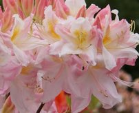 Azalka Sylphides, Azalea 30 - 50 cm, kont. 5l
