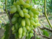 Vinič hroznorodý Timur, Vitis vinifera, kontajnerovaná sadenica 1 l
