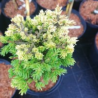 Smrek východný Tom Thumb Gold, Picea orientalis, kmeň 20 - 30 cm, kont. 5l