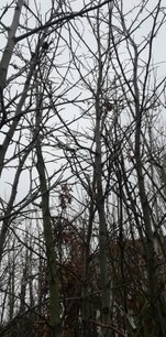 Ambrovník styraxový Worplesdon, Liquidambar styraciflua, + 150 cm, kontajner 5l
