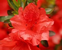 Azalka Doloroso Azalea 40 - 60 cm, Kont 4l