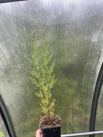 Cyprus portugalský, Cupressus lusitanica, 120/130, kont. 3L