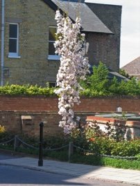 Čerešňa pilovitá Amanogawa,  Prunus serrulata 120 - 180 cm, kont. 5I