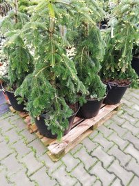 Jedľa kaukazská Pendula Abies nordmanniana + 400 cm, kont 2l
