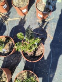 Jedľa biela Fastigiata, Abies alba, kont. 2l