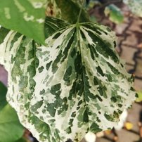 Judášovec kanadský Alley Cat, Cercis canadensis, , 160 – 180 cm, kontajner 15l