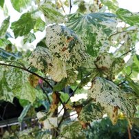 Judášovec kanadský Alley Cat, Cercis canadensis, , 160 – 180 cm, kontajner 15l