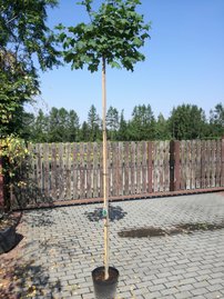 Javor Mliečny Globosum,  Acer platanoides, 150-220 cm, kontajner 4l