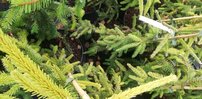 Smrek obyčajný Acrocona, Picea abies, kontajner C3,  20 – 40 cm