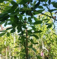Štedrec Adamov, Laburnocytisus adamii na 120 - 170 cm, kontajner 3l.