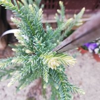 Sekvoja vždyzelená  Adpressa, Sequoia sempervirens, 40 – 50 cm, kont. 3l