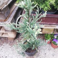 Sekvoja vždyzelená  Adpressa, Sequoia sempervirens, 40 – 50 cm, kont. 3l