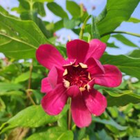 Kalykant  Aphrodite,  Calycanthus x Sinocalycanthus  + 150 cm, kont. 30l