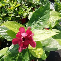 Kalykant  Aphrodite,  Calycanthus x Sinocalycanthus 30 – 50 cm, kont. 5l