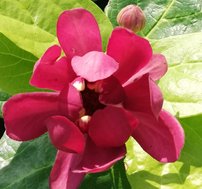 Kalykant  Aphrodite,  Calycanthus x Sinocalycanthus 30 – 50 cm, kont. 5l