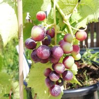Vinič hroznorodý Agat Doński, Vitis vinifera, kontajnerovaná sadenica 1 l