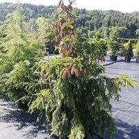 Smrek obyčajný Acrocona, Picea abies, kontajner C30, + 120 cm