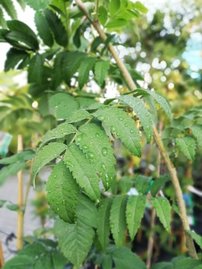 Jarabina vtáčia Alaja Krupnaja ,Sorbus aucuparia, 150 – 170 cm, kontajner 5l