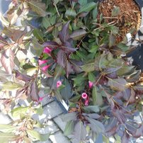 Vajgela ružová Alexandra, Weigela florida, 20 – 30 cm ,kontajner 3l