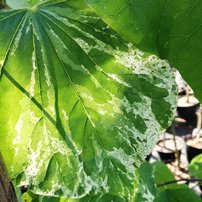 Judášovec kanadský Alley Cat, Cercis canadensis, , 160 – 180 cm, kontajner 15l
