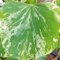 Judášovec kanadský Alley Cat, Cercis canadensis, , 160 – 180 cm, kontajner 15l