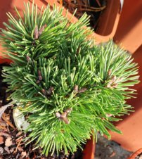 Borovica horská Allgäu, Pinus mugo, kontajner 3l