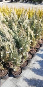 Cypruštek Lawsonov Alumi, Chamaecyparis lawsoniana, 30 - 60 cm, kont. 3l