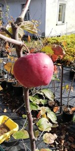 Jabloň domáca Alwa, Malus domestica 150 - 190 cm, kont. 5 l