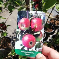 Jabloň domáca Alwa, Malus domestica 150 - 190 cm, kont. 5 l