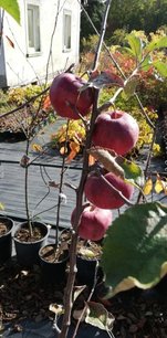 Jabloň domáca Alwa, Malus domestica 150 - 190 cm, kont. 5 l