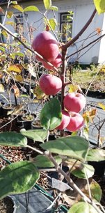 Jabloň domáca Alwa, Malus domestica 150 - 190 cm, kont. 5 l