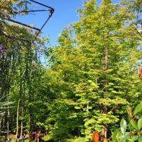 Metasekvoja čínska Amber Glow, Metasequoia glyptostroboides 130 - 150 cm, kont. 7l