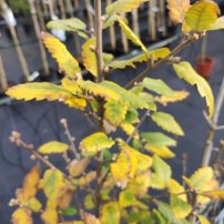 Dub španielský  Ambrozyana, Quercus × hispanica, kont. 2l, + 90 cm