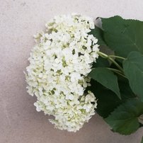 Hortenzia stromčekovitá Annabelle, Hydrangea arborescens, 30 – 40 cm, kontajner