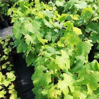 Vinič hroznorodý Anastasja, Vitis vinifera, kontajnerovaná sadenica 1l