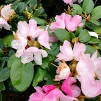 Rododendron Andrea, Rhododendron, 30 - 50 cm, kont. 5l