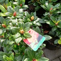 Rododendron Antje , Rhododendron, 30 - 50 cm, kont. 5l