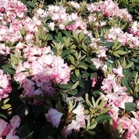 Rododendron Anuschka, Rhododendron, 30 - 50 cm, kont. 5l