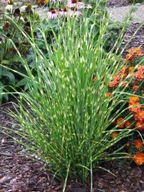 Ozdobnica čínská Apache, Miscanthus sinensis, kontajner 2l