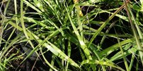 Ozdobnica čínská Apache, Miscanthus sinensis, kontajner 2l