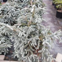 Jedľa ušlachtilá-modrá Glauca,  Abies procera 90 - 110 cm, kont. 20l