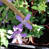 Plamienok Arabella, Clematis, kontajner 3l
