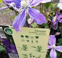Plamienok Arabella, Clematis, kontajner 3l