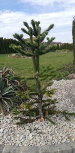 Araukária andská Araucaria araucana, kontajner C5 + 45cm