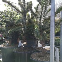 Araukária andská Araucaria araucana, kontajner C5 + 45cm