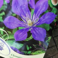 Plamienok Arabella, Clematis, kontajner 3l